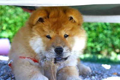 Close-up portrait of dog