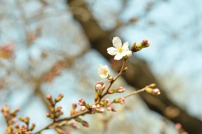 Low angle view of cherry blossom tree