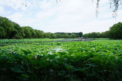 Scenic view of field against sky