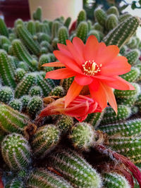 Close-up of red succulent plant