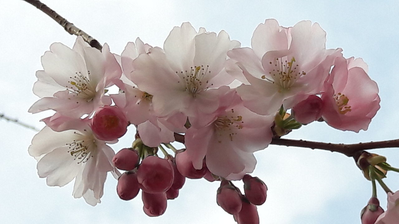 CLOSE-UP OF PINK CHERRY BLOSSOMS IN SPRING