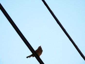 Low angle view of bird perching on cable against clear sky