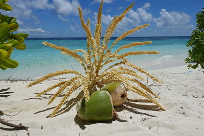 Close-up of plant on beach against sky