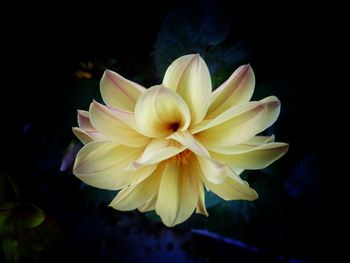 Macro shot of flower blooming outdoors