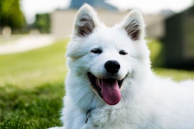 Close-up portrait of white dog on field