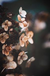 Close-up of flowers