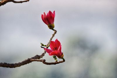 Close-up of pink rose flower