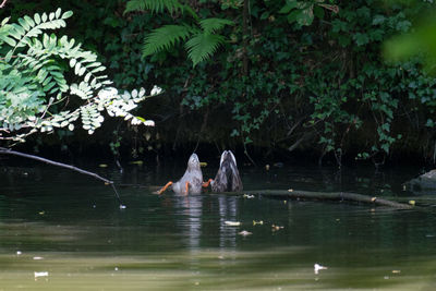 People swimming in lake