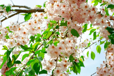 Close-up of white cherry blossom tree
