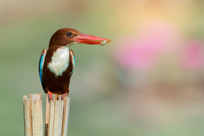 Close-up of bird perching on wooden post