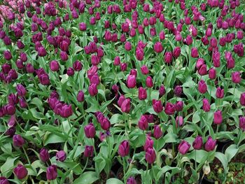 Full frame shot of red flowering plants