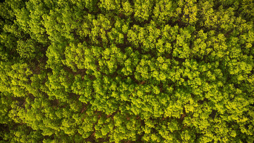 Full frame shot of green leaves