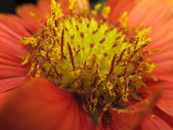 Close-up of yellow flowering plant