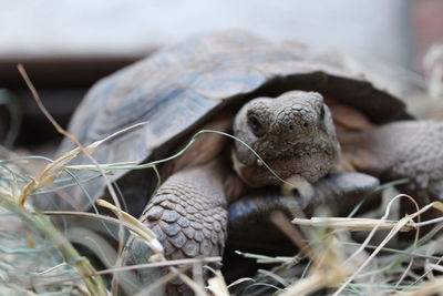 Close-up of snake