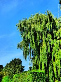 Low angle view of trees against blue sky