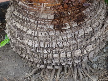 Close-up of tree trunk in field