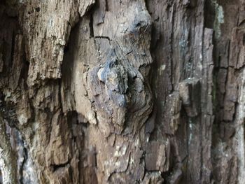 Full frame shot of tree trunk