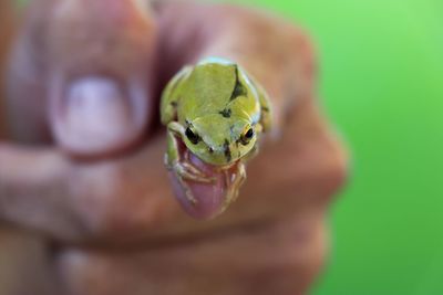 Close-up of frog