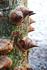 Close-up of wood on tree trunk