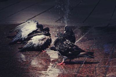 High angle view of birds in water