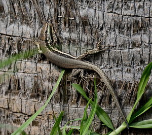 Close-up of lizard on tree