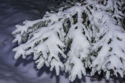 Close-up of snow covered field