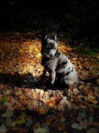 Black shipperke-dog in swedish forest during autumn. 