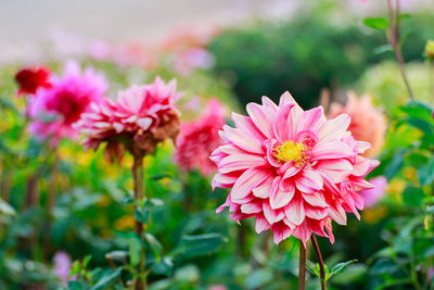 Close-up of pink dahlia flowers