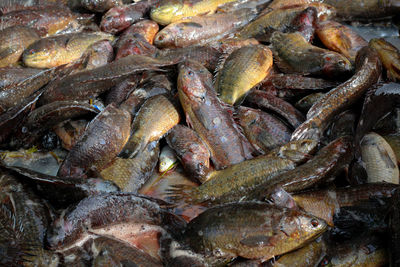 Full frame shot of fish in market