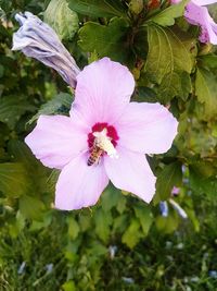 Close-up of insect on pink flowering plant