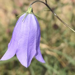 Close-up of purple flower