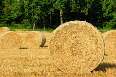 Hay bales in wheat field