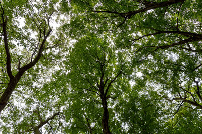 Low angle view of trees in forest