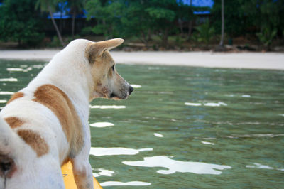 Close-up of dog on water