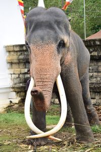 Close-up of elephant in zoo