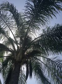 Low angle view of palm trees against clear sky