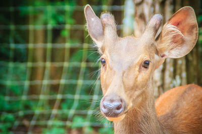 Close-up portrait of deer