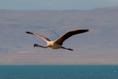 Seagull flying over white background