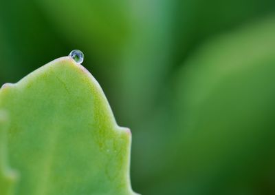 Close-up of raindrop  on leaf