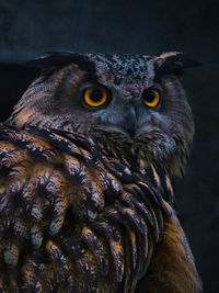 Close-up portrait of owl