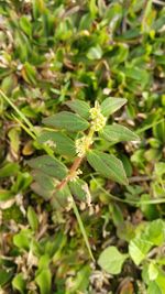 Close-up of insect on plant