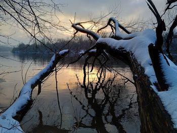 Bare tree by lake against sky during winter