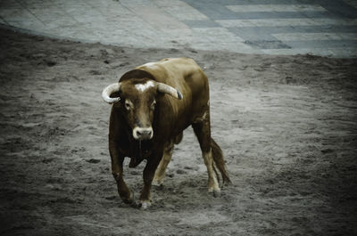 Cow standing on landscape