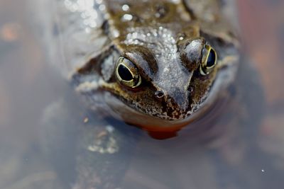 Close-up of frog in water