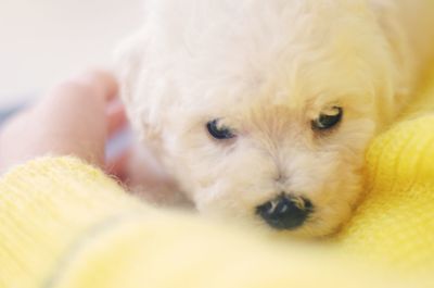Close-up portrait of dog