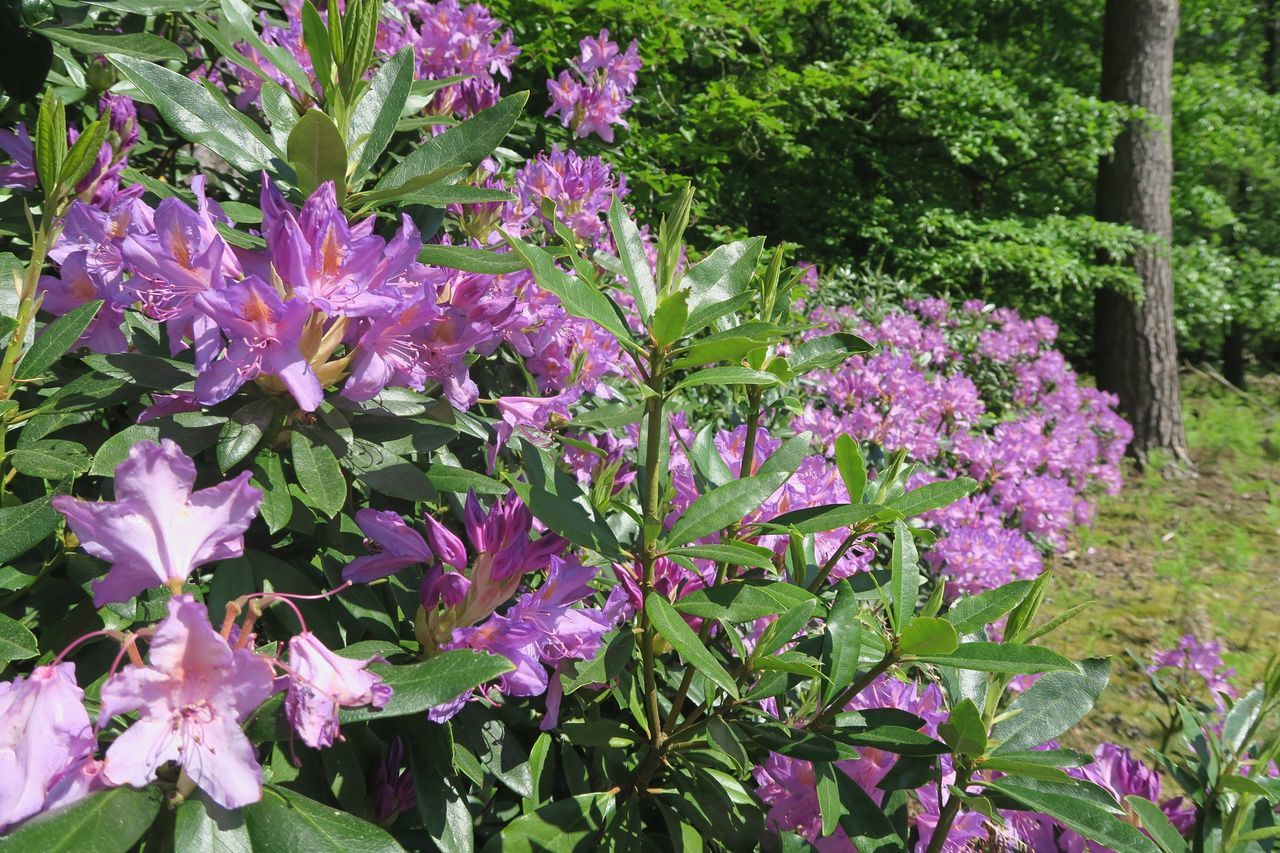 CLOSE-UP OF PINK FLOWERING PLANTS