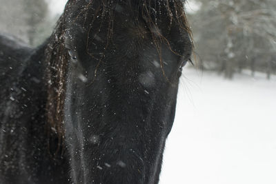 Close-up of a horse