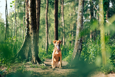 Portrait of a dog against tree trunks