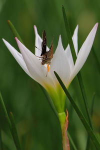 Close-up of butterfly pollinating on flower