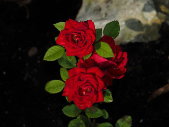 Close-up of red rose blooming outdoors
